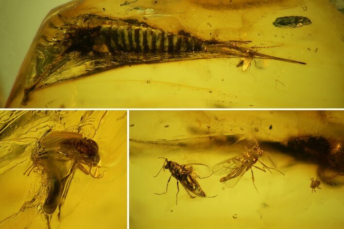Fossil Bristletail (Archaeognatha) and Flies (Diptera) in Baltic Amber #135053